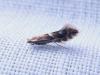 Phyllonorycter sp.